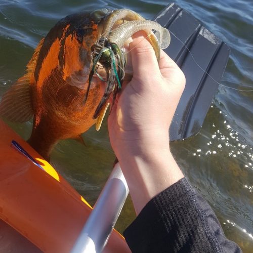Vibrating Jig Fishing – Ultimate Bass
