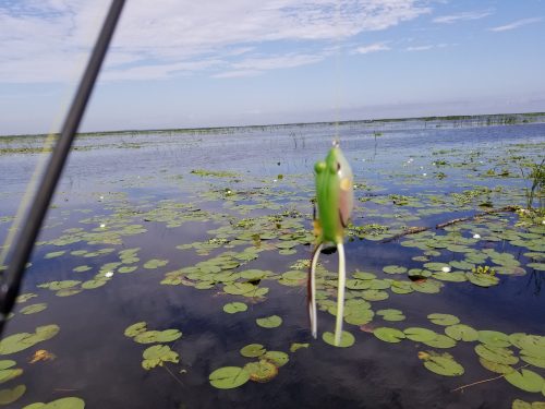 TERMINATOR WALKING FROG – The Bass Hole